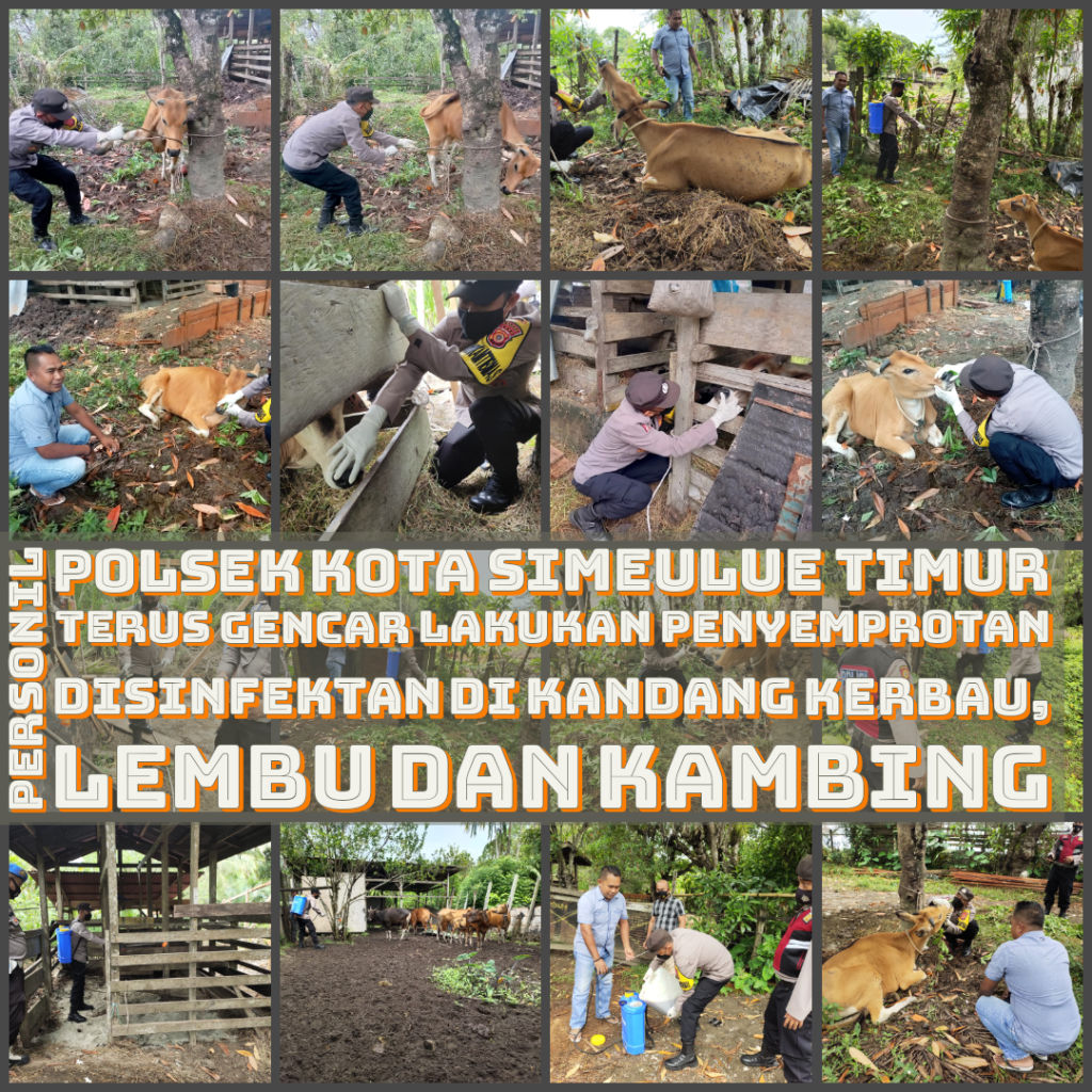 Personil Polsek Kota Simeulue Timur terus Gencar lakukan  Penyemprotan Disinfektan Di Kandang Kerbau, Lembu dan&nbsp;Kambing